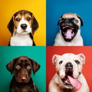 Mascotas